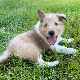 Dale - Sable merle and white male Collie puppy in St Augustine, Florida from Saltwater Collies LLC