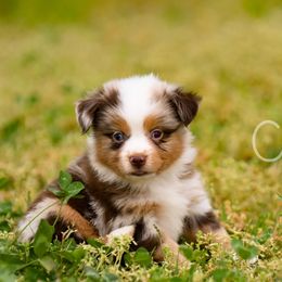 Sun - Red merle Toy Australian Shepherd puppy in Checotah, Oklahoma from CM Ranch Aussies