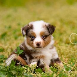 Sun - Red merle Toy Australian Shepherd puppy in Checotah, Oklahoma from CM Ranch Aussies
