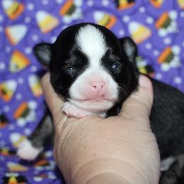 Shadow 3,300 - Black and tan male Chihuahua puppy in Cache, Oklahoma from Charming Lil Chihuahuas