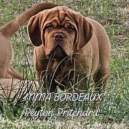Mma Bordeaux Peyton Pritchard - Mahogany Dogue de Bordeaux puppy in Georgia from Magnificent Mastiffs of Atlanta