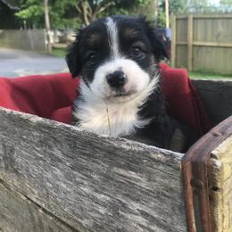 Miniature Australian Shepherd Puppies from Windy Hills Mini Aussies