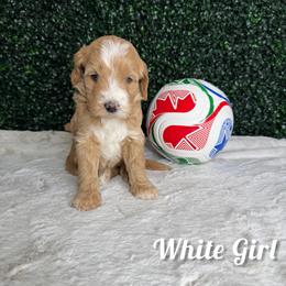 White Girl - Red female Bernedoodle puppy in Modesto, California from Two Doods Doodles
