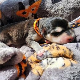 Girl 1 'Lilith' orange collar - Black and white female Alaskan Malamute puppy in Grayson County, Virginia from River Bend Malamutes