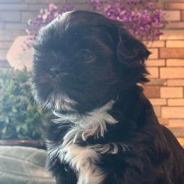 Sammy - Black and white male Shih Tzu puppy in Zephyrhills, Florida from Mary’s Shih Tzus