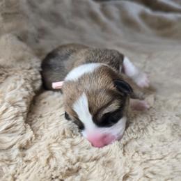 Pink - Red female Pembroke Welsh Corgi puppy in Lake Elsinore, California from Rose Petal Corgis