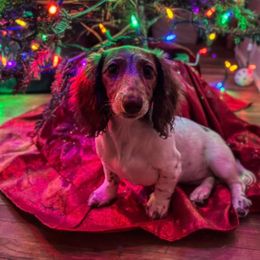Dachshund Puppies from Shaffers low riding weiners