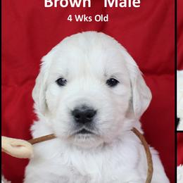Golden Retrievers from Bullock's Golden Retrievers, LLC