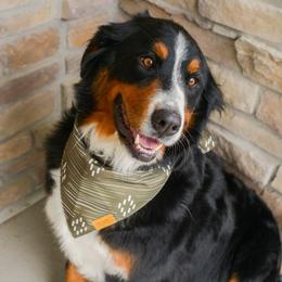 Sadie - Bernedoodle