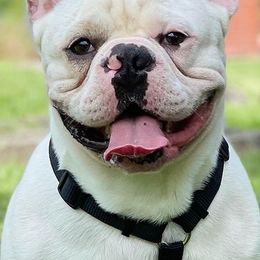 French Bulldogs from Bullies Paw