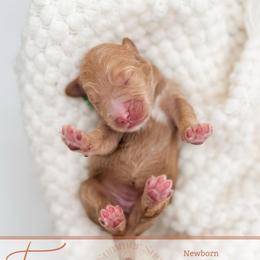 Topanga - Apricot female Goldendoodle puppy in California City, California from Summer Sun Doodles