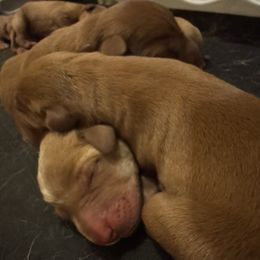 Female 2 - Yellow female Labrador Retriever puppy in Wardensville, West Virginia from Sager’s Labrador Puppies