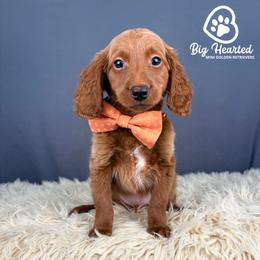 Fishstick - Red  male Goldendoodle puppy in Utah County, Utah from Big Hearted Breeders