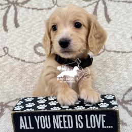 Jasper AKC - Cream male Dachshund puppy in South Easton, Massachusetts from Depot Dachsies