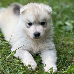 Alastor - Gray and white male Siberian Husky puppy in Amery, Wisconsin from Sovereign Siberians