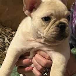 Bulldog and French Bulldog Puppies from Scott's Bulldogs