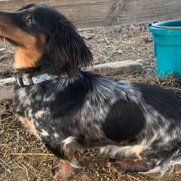 Pistol - Dachshund
