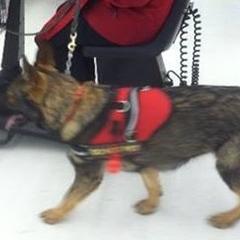 German Shepherds from Waldkonig K9