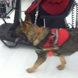 German Shepherds from Waldkonig K9