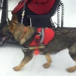 German Shepherds from Waldkonig K9
