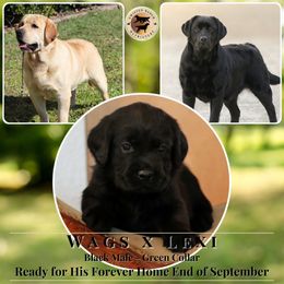 Green Collar Male - Black male Labrador Retriever puppy in Fair Oaks, California from Twisted Ranch Retrievers