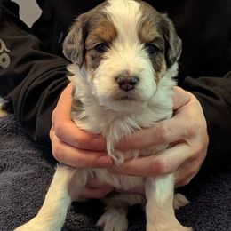 Girl 2 - female Aussiedoodle puppy in New Durham, New Hampshire from Ridgeview Aussiedoodles
