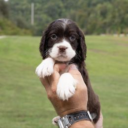 Freya - Liver and white female English Springer Spaniel puppy in Manchester, Kentucky from Appalachian Kennels