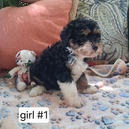 Charlotte mini 25-30 - Tri-color female Bernedoodle puppy in Clermont, Florida from Sammy's Puppies