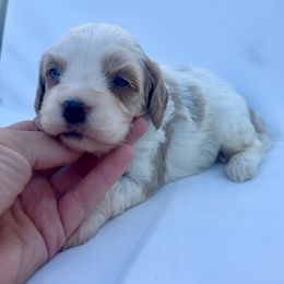 Glory - Blenheim female Cavapoo puppy in Redding, California from Lipscomb Doodles