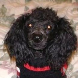 Poodles from Beverly Deornellis's Poodles