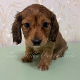 Cinderella - Cream female Dachshund puppy in Jonesboro, Illinois from Twin Hills Dachshunds