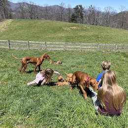 Wirehaired Vizsla Puppies from Cave Canis Kennels
