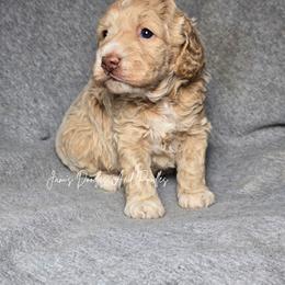 Aussiedoodle, Bernedoodle, Cockapoo, Miniature Australian Shepherd, Poodle, and Sheepadoodle Puppies from Jam's Doodles And Poodles
