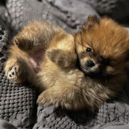 Pomeranian Puppies from Brandi’s Pomeranian Pups