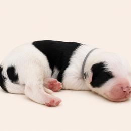 Grey collar - Black and white male Sheepadoodle puppy in Mesa, Arizona from Desert Sheepies and Doodles