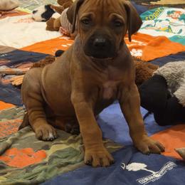 Joy - Rd whtn blk nose female Rhodesian Ridgeback puppy in Gaffney, South Carolina from Circle D Farms