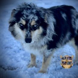 Farkum - Australian Shepherd