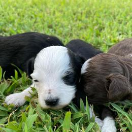 BWF Blaze - Black and white female Aussiedoodle puppy in Bee Branch, Arkansas from Scroggins Creek Doodles
