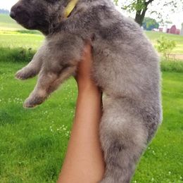 German Shepherd Puppies from Horizon Lane German shepherds