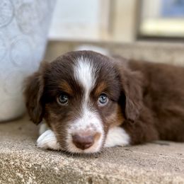 Miniature Australian Shepherd Puppies from Kizmit Farmz