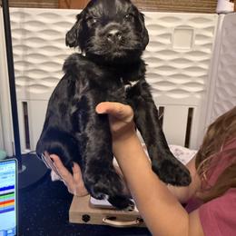 Brix - Gray Collar - Black and white male Portuguese Water Dog puppy in Colorado Springs, Colorado from Melissa's Portuguese Water Dogs
