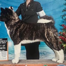 Captain - Akita