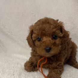 Poodle Puppies from Coasta J’s Toy Poodles