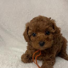 Poodle Puppies from Coasta J’s Toy Poodles