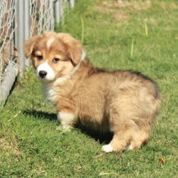 Jade - Green Collar Female - Red female Pembroke Welsh Corgi puppy in Victoria, Texas from Clear Creek Corgis