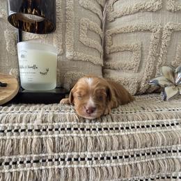 Chance - Red male Cavapoo puppy in Floyd, Virginia from Hearts and Paws Poodles and Doodles