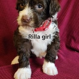 Rilla girl - Brown and white female Portuguese Water Dog puppy in Narvon, Pennsylvania from Prized Family Porties