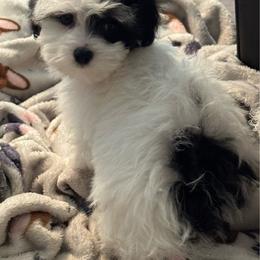 Boy 2 - Black & white male Maltipoo puppy in Cisco, Texas from Fancy Pants Maltese