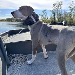 Costa - Catahoula Leopard Dog