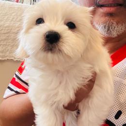 Girl K6 - White female Maltipoo puppy in Las Vegas, Nevada from Maltipoo_vegas